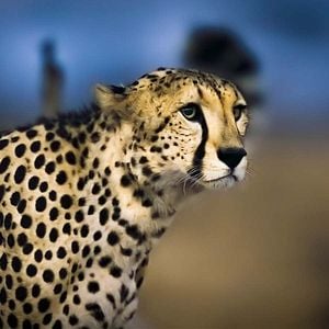 Foto Earth At Night In Color