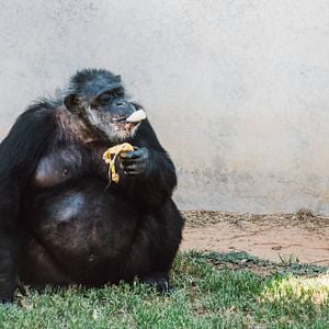 Foto Conociendo a los chimpancés