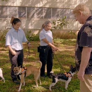 Foto Una vida de perros con Bill Farmer