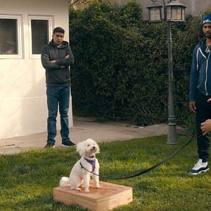 Foto Adiestramiento canino