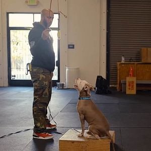 Foto Adiestramiento canino