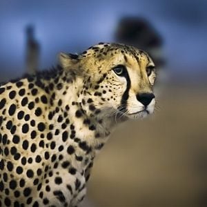 Foto Earth At Night In Color