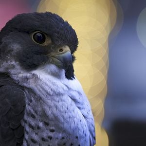 Foto Earth At Night In Color