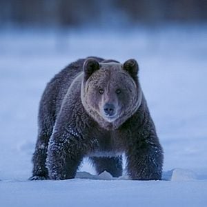 Foto Earth At Night In Color