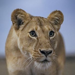 Foto Earth At Night In Color