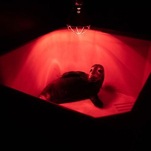 Foto Fra det vilde hav