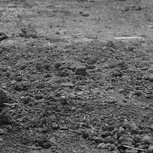 Foto The painted bird