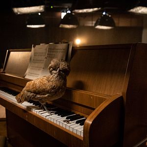 Foto Mission Ulja Funk