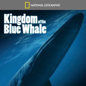 Foto Kingdom Of The Blue Whale