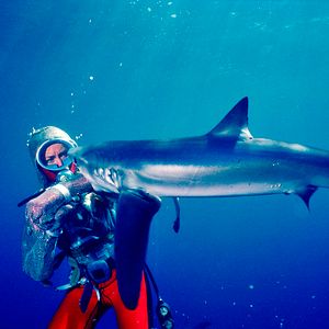 Foto Jugando con tiburones