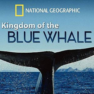 Foto Kingdom Of The Blue Whale