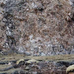 Foto El leopardo de las nieves