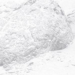 Foto El leopardo de las nieves