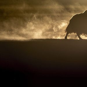 Foto El leopardo de las nieves