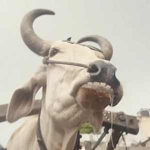 Foto Invisible demons