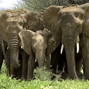 Foto Growing Up Animal