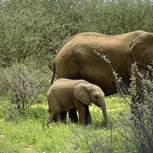 Foto Growing Up Animal