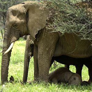 Foto Growing Up Animal