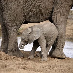 Foto Growing Up Animal