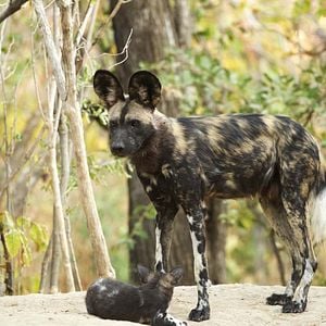 Foto Growing Up Animal