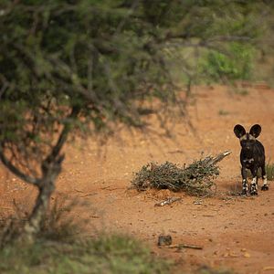 Foto Growing Up Animal