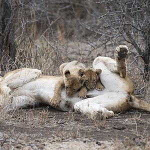 Foto Growing Up Animal