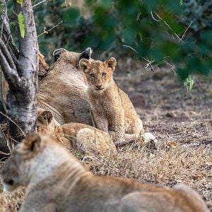 Foto Growing Up Animal