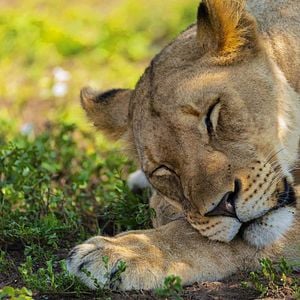 Foto Growing Up Animal