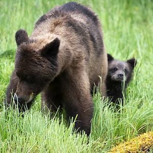 Foto Growing Up Animal