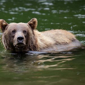 Foto Growing Up Animal