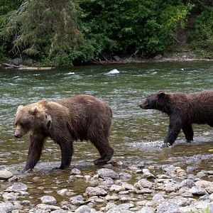 Foto Growing Up Animal