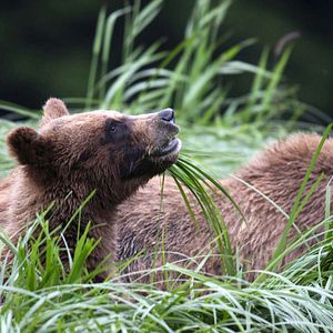 Foto Growing Up Animal