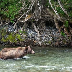 Foto Growing Up Animal