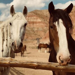 Foto Siempre quise ser cowboy