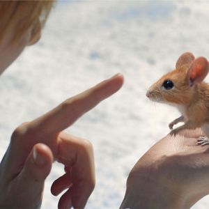 Foto A Boy Called Christmas