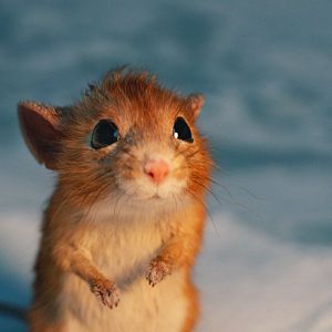 Foto A Boy Called Christmas