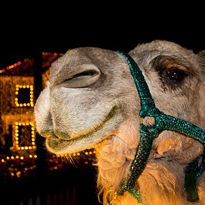 Foto 'Twas the Fight Before Christmas