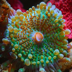 Foto Globo y las maravillas del arrecife