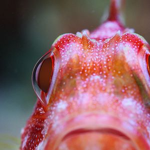 Foto Globo y las maravillas del arrecife