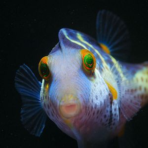 Foto Globo y las maravillas del arrecife