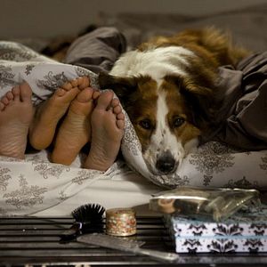 Foto Arbusto sin perro