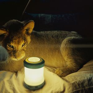 Foto King: Regreso A Casa