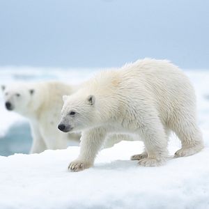 Foto Oso Polar