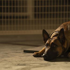 Foto Dog: Un viaje salvaje