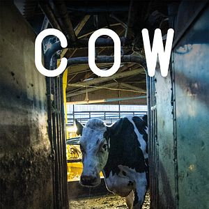 Foto Cow