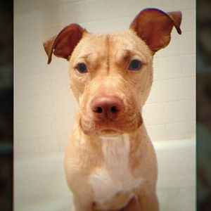 Foto Bad Vegan: Fama, fraudes y fugas