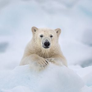 Foto Oso Polar