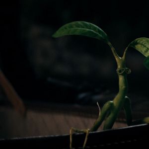 Foto Animales Fantásticos: Los secretos de Dumbledore