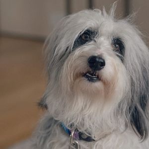 Foto Hombre vs. Abeja