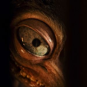 Foto Cría siniestra